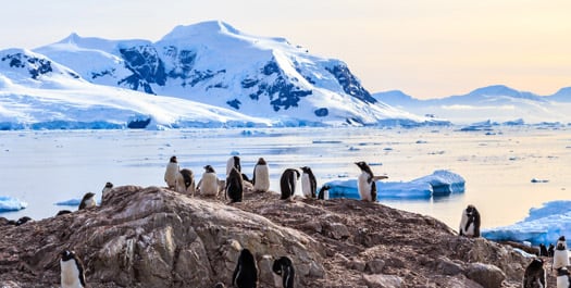 South Shetland & Antarctic Peninsula - Day 3 to 8