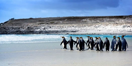 Falkland Islands - Day 3 & 4