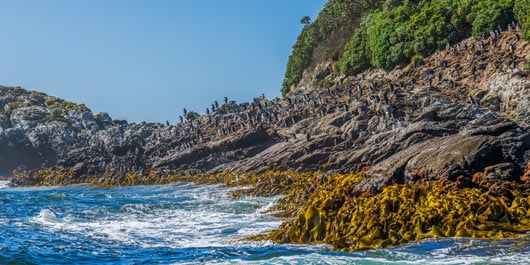 Subantarctic Islands of New Zealand - Day 28 & 30