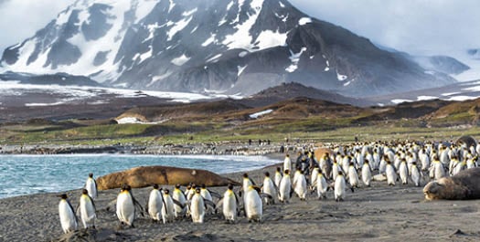 South Georgia - Day 7 to 9