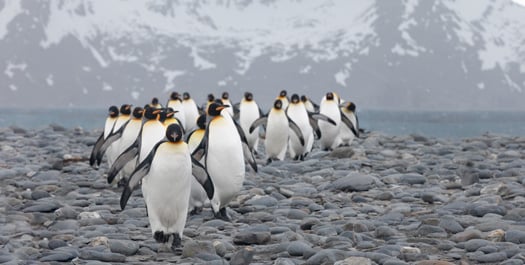 South Georgia - Day 7 to 9