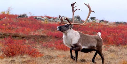 Tundra Trekking & Polar Bears - Day 3 to 6
