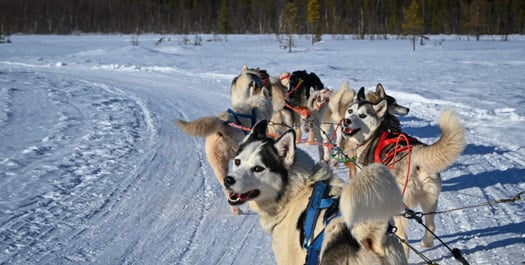 Dog Sledding & Tundra Buggy Lodge