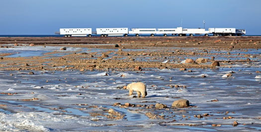 Final Tundra Buggy Adventures