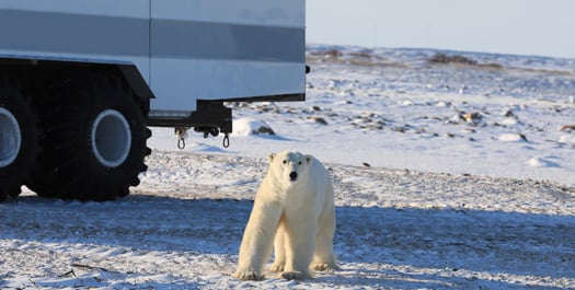 Tundra Buggy Adventures