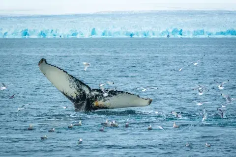 Meet The Wildlife of Svalbard Meet The Wildlife of Svalbard
