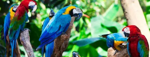 Top 10 Wildlife to Spot in the Amazon Top 10 Wildlife to Spot in the Amazon