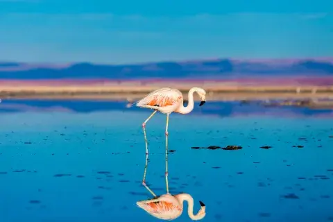 Wildlife in Chile