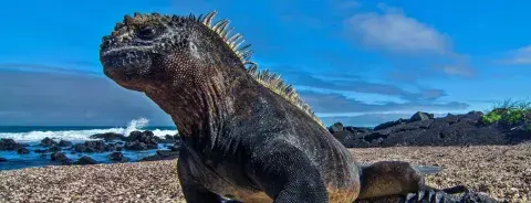 Wildlife in Ecuador