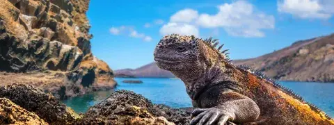 Wildlife of the Galapagos