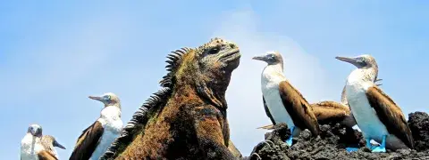 Discover the Galapagos – Your Island by Island Guide