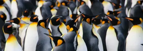 Why Visit South Georgia On Your Antarctica Cruise Why Visit South Georgia On Your Antarctica Cruise