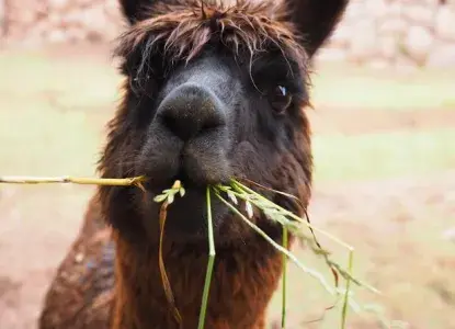 Llama_0.jpg Llama_0.jpg