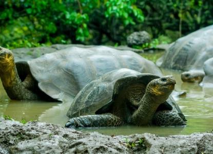 Giant Tortoise in the Galapagos Islands) 