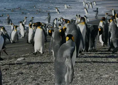 South Georgia and Falkland Islands