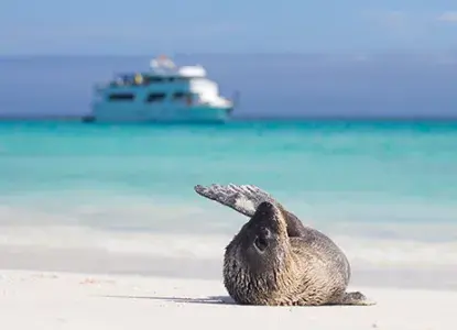 Ecuador_Baby_Sea_Lion_shutterstock_89337940.jpg Inca