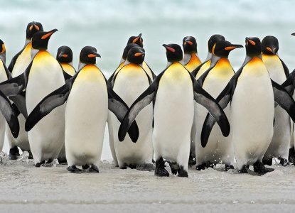  INSHCKLETONS_WAKE_950X530 