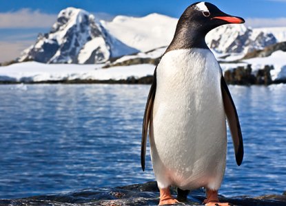 Antarctica_Penguin_Solo_shutterstock 