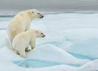 POLAR%20BEAR.jpg Inca