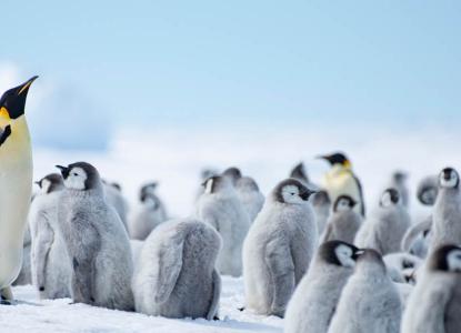 Unique voyages to Antarctica