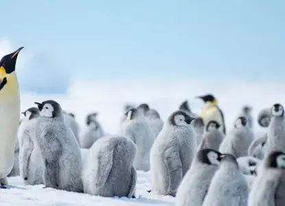 Unique voyages to Antarctica