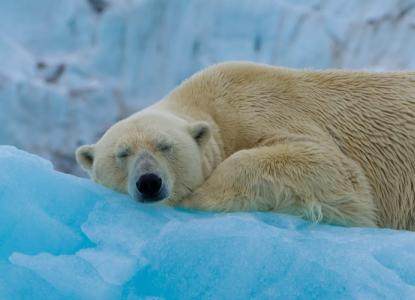  Polar%20Bear%20Sleeping%20Banner 