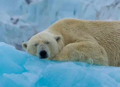  Polar%20Bear%20Sleeping%20Banner.jpg 