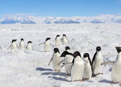  Cape%20Adare%20Banner 