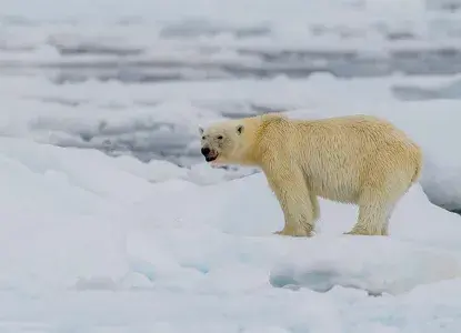 All the best Arctic Cruise Deals In one location