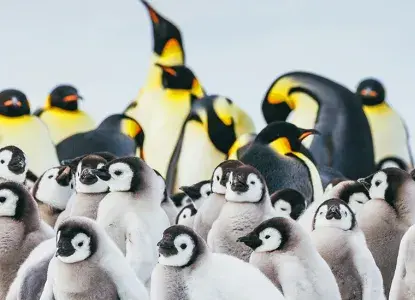 Emperor Penguin colony at Snow Hill in Antarctica) 