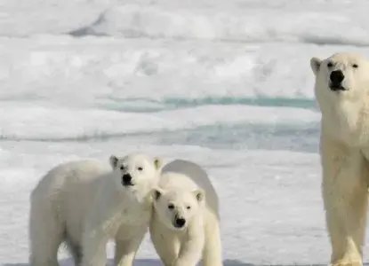  spitsbergen3_0.jpg 