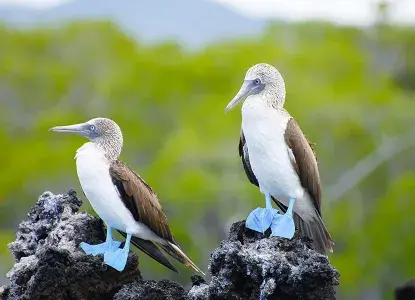 Galapagos-Southern.jpg Galapagos-Southern.jpg