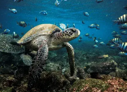 GalapagosWesternIslands.jpg GalapagosWesternIslands.jpg