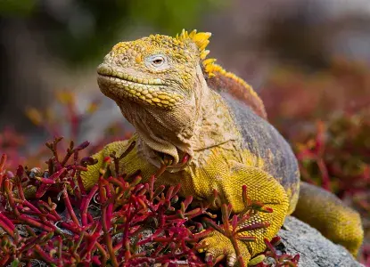 Iguanas.jpg Iguanas.jpg