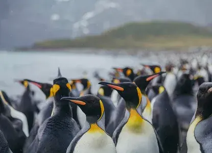 penguin-safari.jpg penguin-safari.jpg