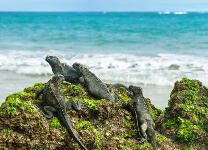  Galapagos_Marine-Iguana-beach-hero.jpg 