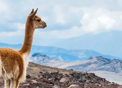 Heads Up! Your Wildlife Guide to the Andes Mountains