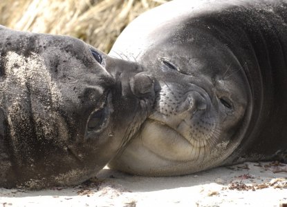 10 Fun Facts About Elephant Seals