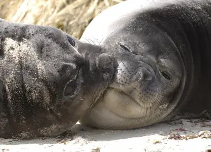 10 Fun Facts About Elephant Seals