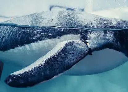 15 Fun Facts About Penguins 15 Fun Facts About Penguins