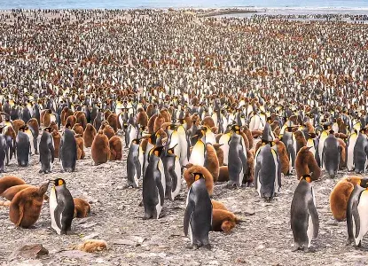 Types of Penguins: How to see the world’s penguin species