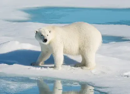 Polar bear in Baffin Island, Canada) 