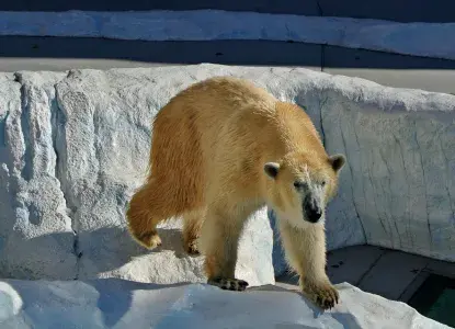 Are There Polar Bears in Antarctica?