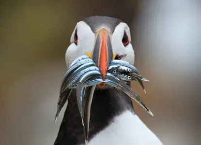 Fun Facts About Puffins Fun Facts About Puffins