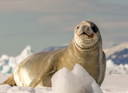 15 Fun Facts About Seals to Celebrate International Seal Day