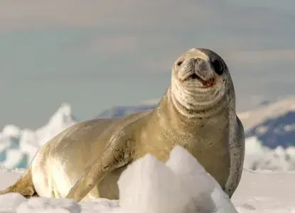 15 Fun Facts About Seals to Celebrate International Seal Day