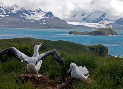 Wandering Albatross – Fun Facts We Bet You Didn’t Know!