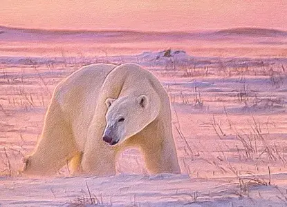 Arctic Animals – Meet the Wildlife of the North