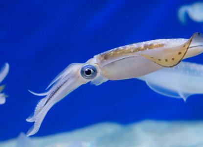 Everything You Need To Know About Squids