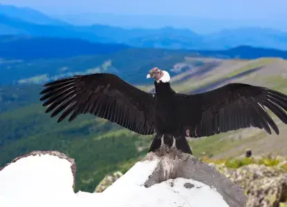 8 Unusual and Fun Facts About The Andean Condor